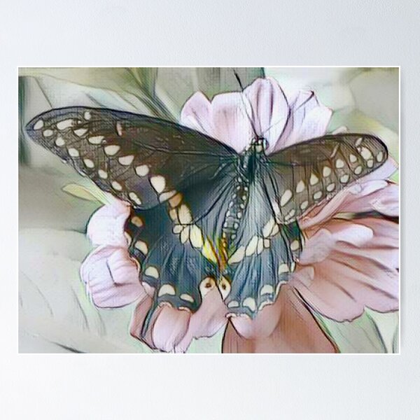 Black Swallowtail Butterfly Drawn Lightly Poster RB0301 product Offical jinjer Merch