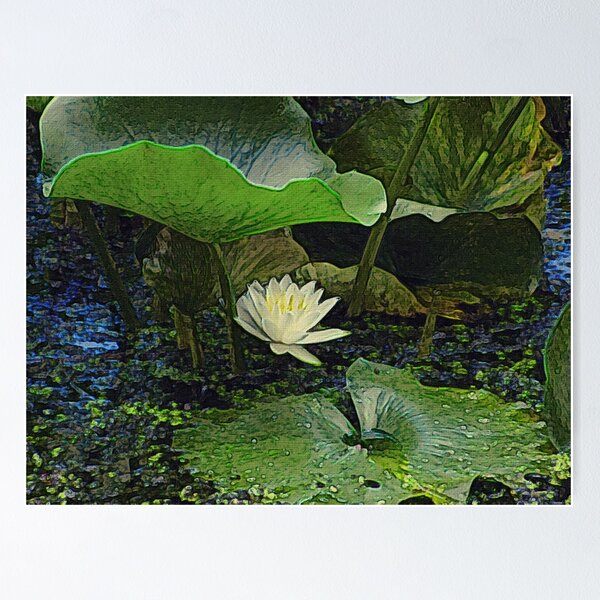 Water Lily Sheltered by its Own Leaves Poster RB0301 product Offical jinjer Merch