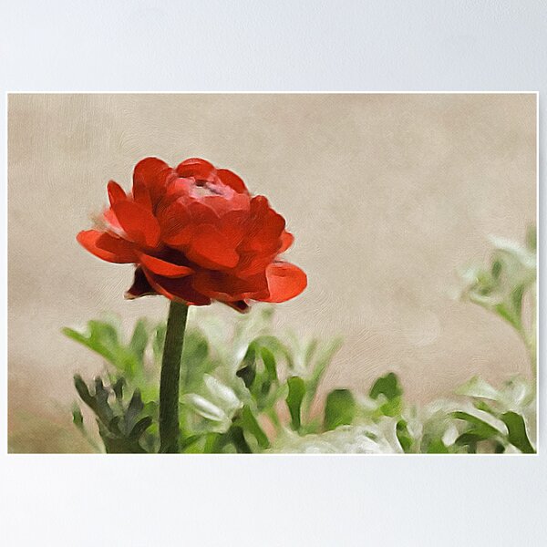 Glorious Red Ranunculus Poster RB0301 product Offical jinjer Merch